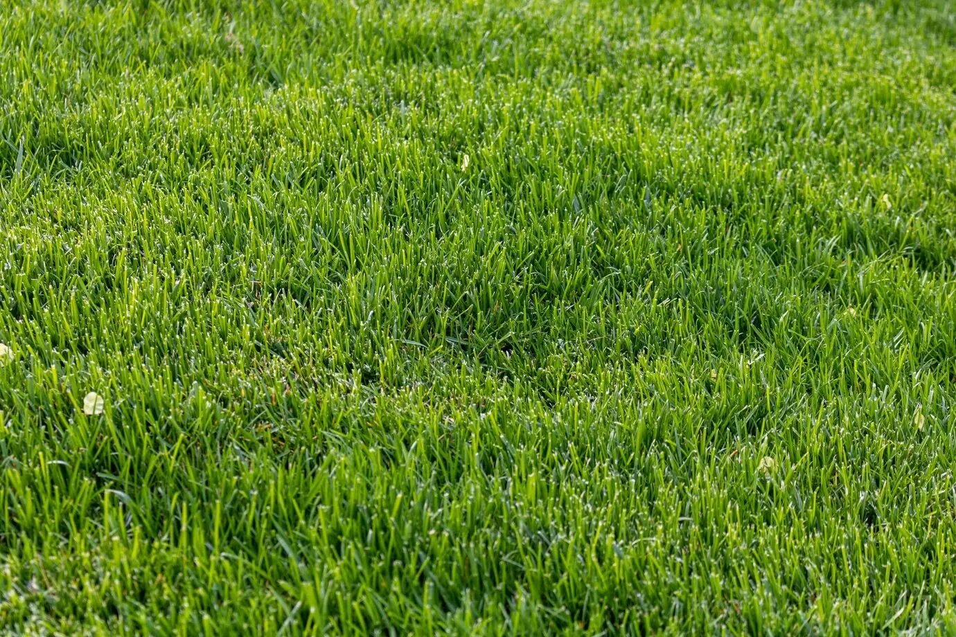 Photograph of a freshly mowed, bright green lawn.