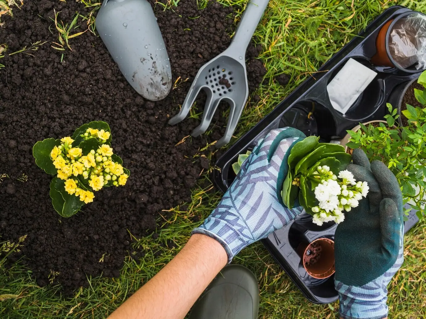 Top-down view of a hand holding a small, fresh potted plant.